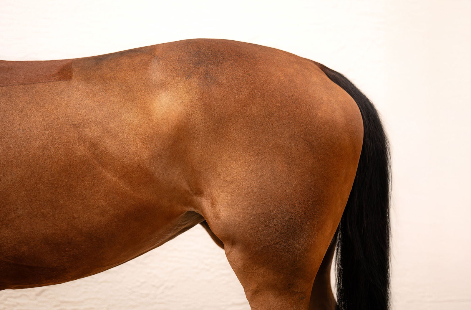 Equestrian fashion